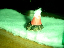 xmas hat