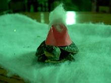 all dressed up for xmas