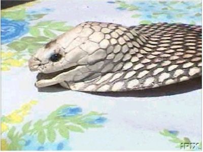 Snake Belt