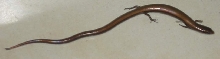 snake like lizard