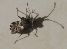 Is it assassin bug?
