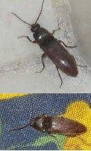 What beetle species?