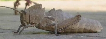 Any species ID?