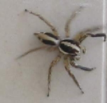 Jumping spider - What type?