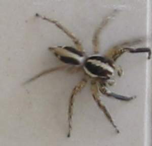 Jumping spider - What type?