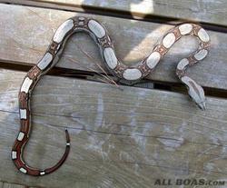 loki - ladder tail