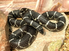 Burlington Female 2