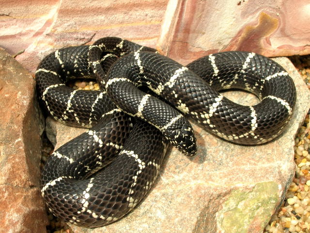 Burlington Female 2
