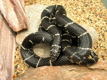 Burlington Male 2