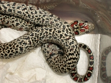 Female granite mex mex