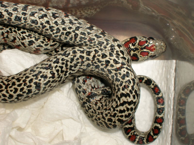 Female granite mex mex