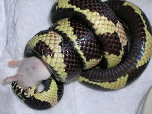 GA eastern female belly