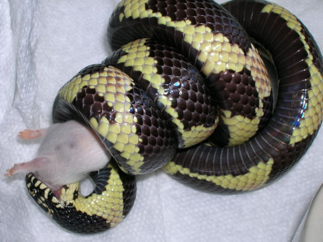 GA eastern female belly