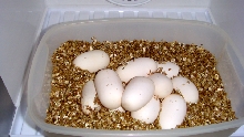 Albino Blonde Suboc Eggs 2011