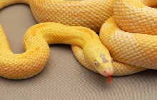 Albino Blonde Female 2