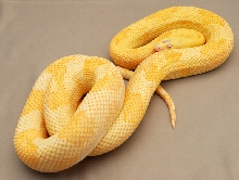 Albino Blonde Female 1