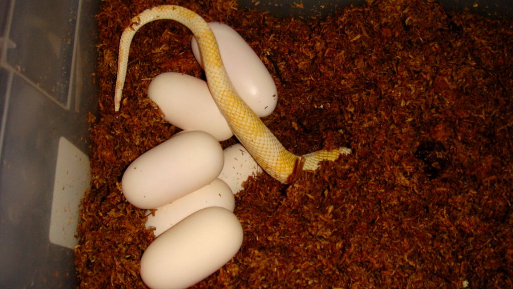 Albino Blonde Suboc eggs