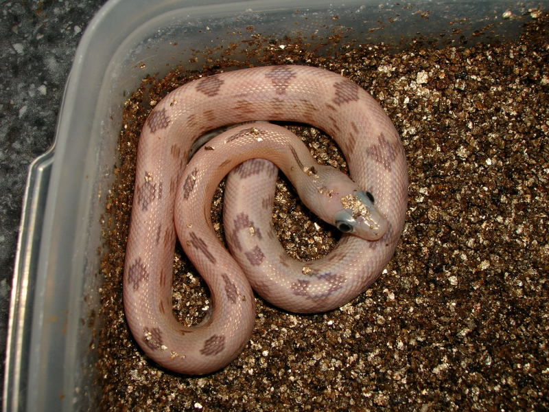 Baby suboc