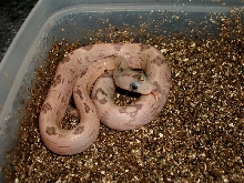 Baby Suboc 2