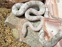 female axanthic