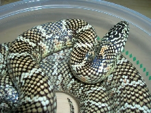 Female FL King