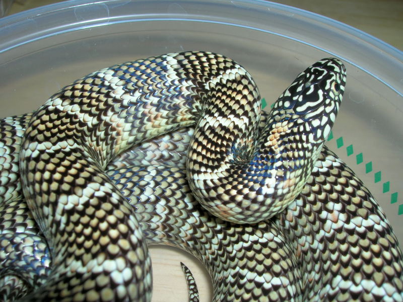 Female FL King