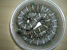 Female FL King 2