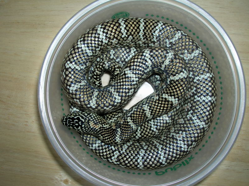 Female FL King 2