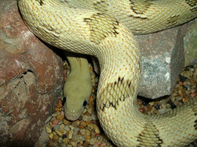 female green