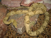 female green 2