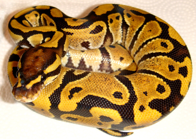 Male Fire Ball Python