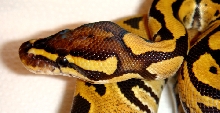 Male Fire Ball Python 2