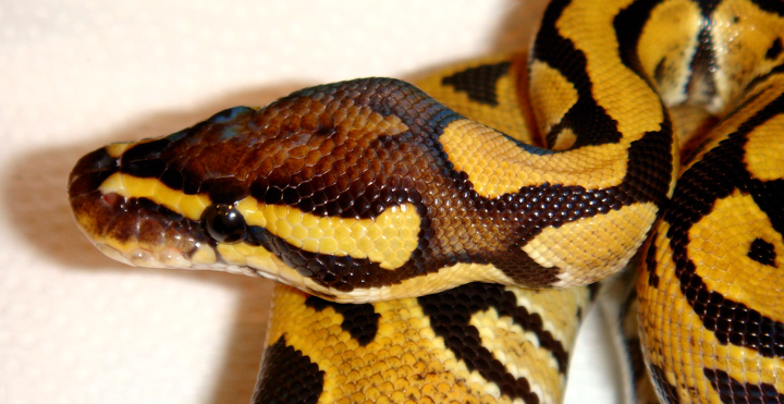 Male Fire Ball Python 2