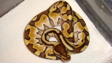 Lesser Platinum male