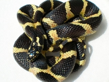 Male GA Eastern