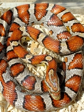 Female Miami 2