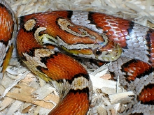 Female Miami Corn 3