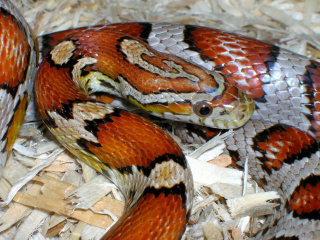 Female Miami Corn 3