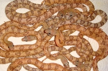 2011 hatchling subos orange line