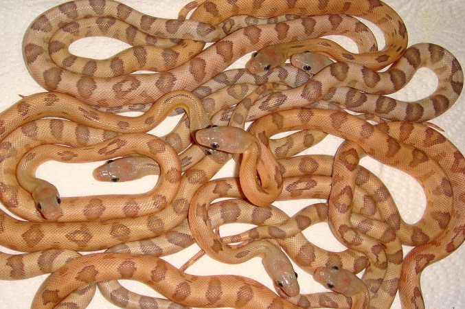 2011 hatchling subos orange line
