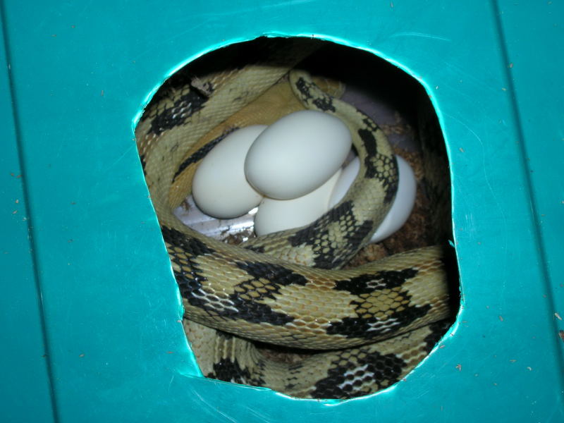 Suboc with eggs box