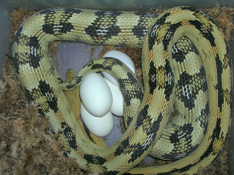 Suboc with eggs