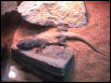 Chuckwalla