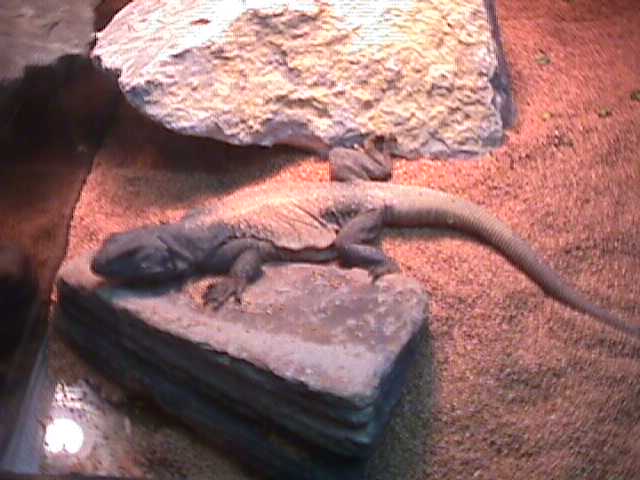 Chuckwalla