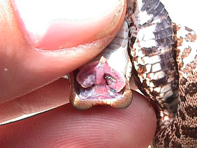 2 headed hognose snake