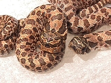 2 headed hognose snake