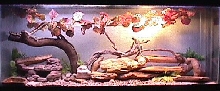 55 natural style tank