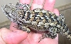 Texas Spiny Lizard