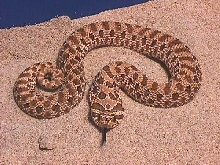 Bluff Adder