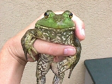 Bullfrog